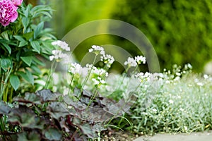 Allium neapolitanum or Ornamental Onion flowers blossoming on flower bed in a garden on sunny summer day. Amaryllidaceae pennial