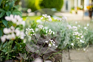 Allium neapolitanum or Ornamental Onion flowers blossoming on flower bed in a garden on sunny summer day. Amaryllidaceae pennial