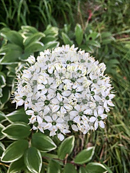 Allium nigrum, black garlic, broad-leaved leek, or broadleaf garlic