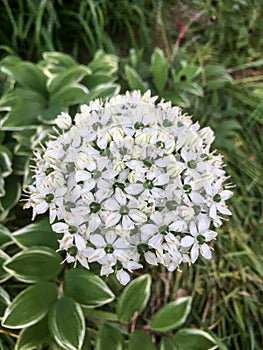 Allium nigrum, black garlic, broad-leaved leek, or broadleaf garlic photo