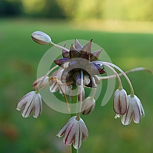 Allium oleraceum