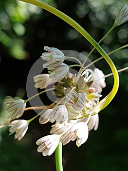Allium oleraceum