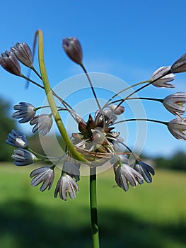 Allium oleraceum