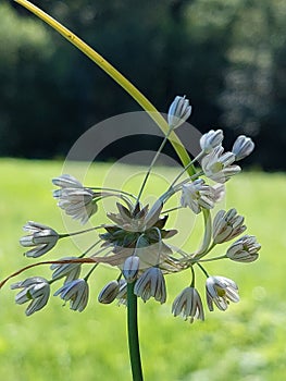 Allium oleraceum