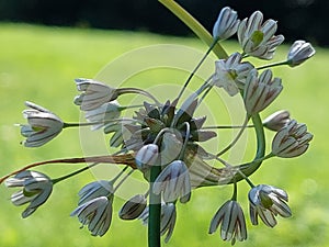 Allium oleraceum