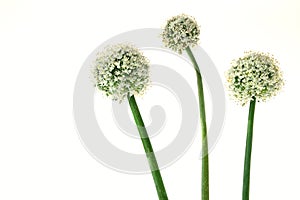 Allium or onion flower on white background