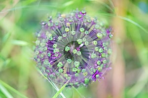 Allium, ornemental onion