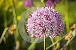 Allium, Persian onion, purple sensation, closeup