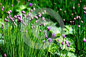 Allium with pink opening balls and fresh green stems on pond in spring