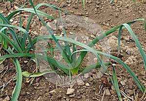 Allium porrum plantation