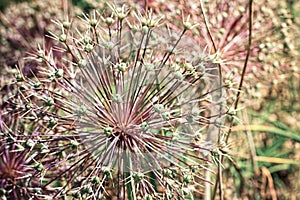 Allium prickles