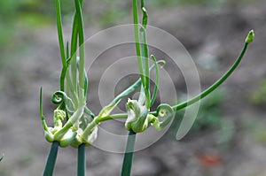 Allium proliferum multistage onion