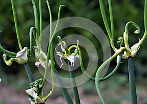 Allium proliferum multistage onion