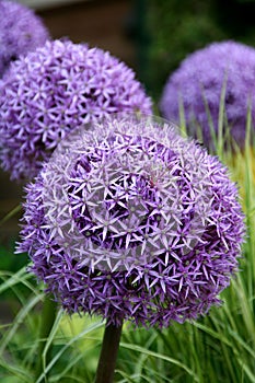 Allium purple bulbs