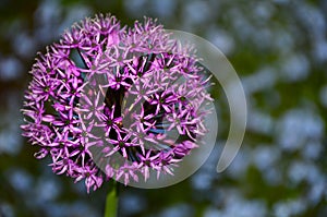 Allium purple flower