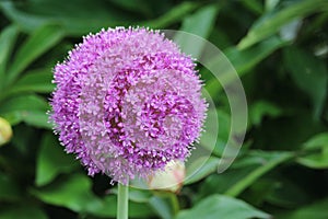 Allium Purple Sensation