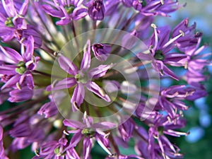 Allium Purple Sensation against blue sky