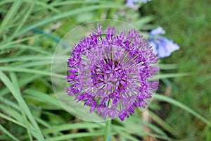 Allium purple sensation in bloom
