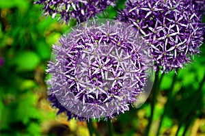 Allium Purple Sensation flower Reddish violet balls