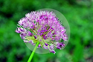 Allium Purple Sensation flower Reddish violet balls