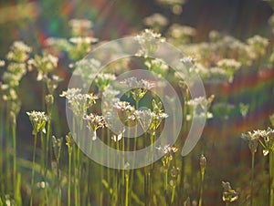 Allium ramosum, Allium odorum - Chinese onion fragrant blooms on a summer day in the sun