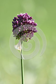 Allium rotundum blooming, known as round-headed leek or purple flowered garlic. Growing bulbous plants in the garden