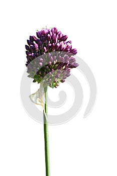 Allium rotundum blooming, known as round-headed leek or purple flowered garlic. Wild flowers, isolated