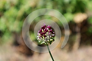 Allium rotundum (round-headed leek) in the field