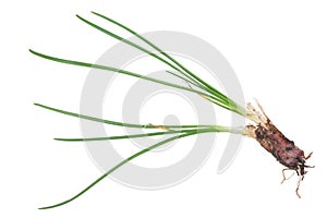 Allium rubens. Onion
