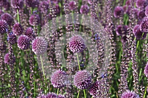 Allium and salvia flowers