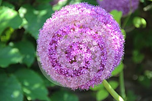 Allium Sativum - Single Bloom