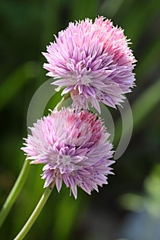 Allium schoenoprasum