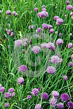 Allium schoenoprasum