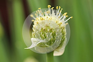 Organic Chive Seed Pod