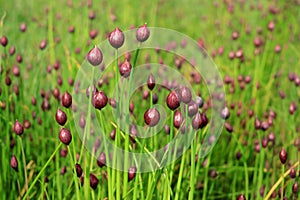 Allium schoenoprasum or Chives Buds