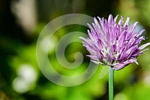 Allium schoenoprasum. chives flower