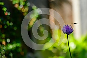 Allium schoenoprasum. chives flower and an approaching bee