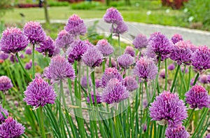 Allium schoenoprasum `Diva` meadow. Purple flowering garlic.