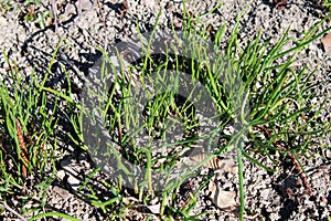 Allium schoenoprasum, early spring in gardens of Zagreb, Croatia