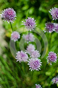 Allium Schoenoprasum onion with purple flower is a decorative