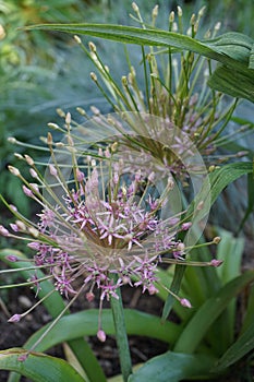 Allium Schubertii in the garden. In pink-violet tones they seem to spurt out of the ball-shaped inflorescence on long, thin tubes.