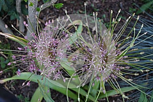 Allium Schubertii in the garden. In pink-violet tones they seem to spurt out of the ball-shaped inflorescence on long, thin tubes.