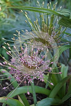 Allium Schubertii in the garden. In pink-violet tones they seem to spurt out of the ball-shaped inflorescence on long, thin tubes. photo