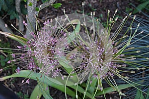 Allium Schubertii in the garden. In pink-violet tones they seem to spurt out of the ball-shaped inflorescence on long, thin tubes. photo