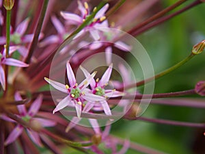 Allium schubertii - Schubert`s allium