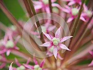 Allium schubertii - Schubert`s allium