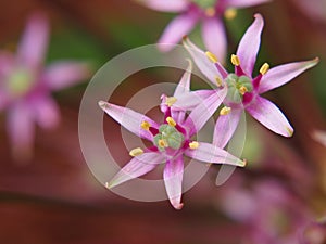 Allium schubertii - Schubert`s allium