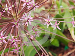 Allium schubertii - Schubert`s allium