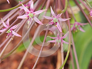 Allium schubertii - Schubert`s allium