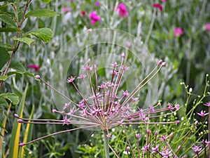 Allium schubertii - Schubert`s allium